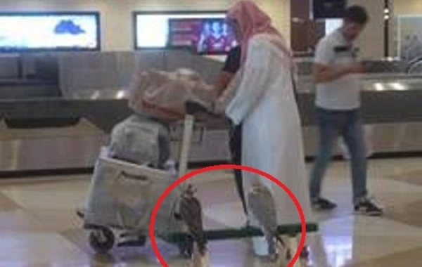 Ərəb şeyxləri Bakı aeroportunda yırtıcı quşlarla kameraya düşdü (FOTO, VİDEO)