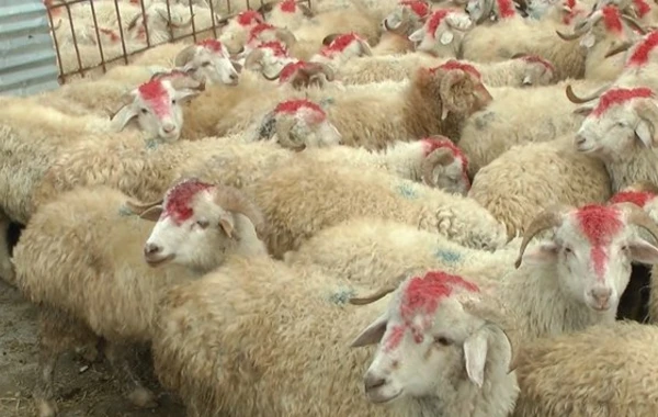 Bakıda qurbanlıq qoyunların kəsiləcəyi ÜNVANLAR