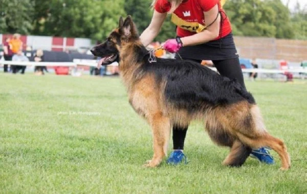 "Drakula" külli miqdarda siqaret aşkarladı - FOTO