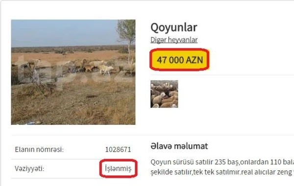 Azərbaycanda qəribə elan: qoyun sürüsü satışa çıxarıldı - 47000 AZN