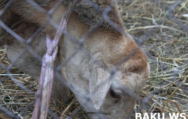 Bakıda Qurbanlıq heyvanların qiyməti  - VİDEOREPORTAJ