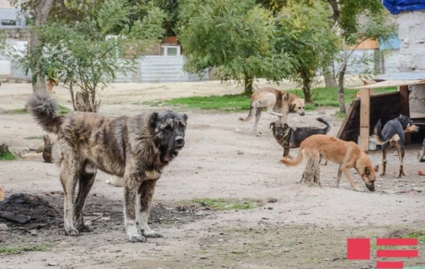 Bakıdakı sahibsiz itlərlə bağlı qərar verildi