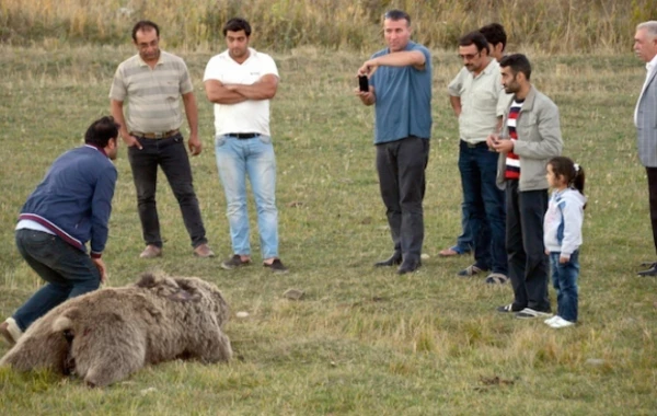 Azərbaycanda ayını öldürüb, dərisini soydular – FOTO