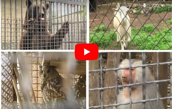 Bakı zooparkında meymun qəfəsində kombi quraşdırıldı (VİDEO)