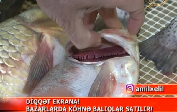 Bakının bazarlarında köhnə balıqlar satılır - Şok görüntülər (VİDEO)