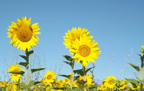 May ayının hava proqnozu - 32 dərəcə isti olacaq