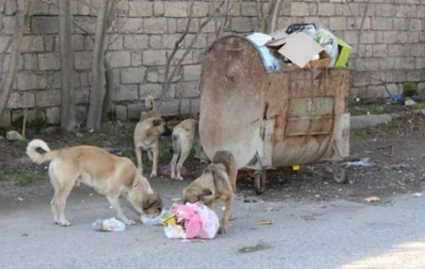 Bakıda sahibsiz itləri güllələyən şəxs tutuldu