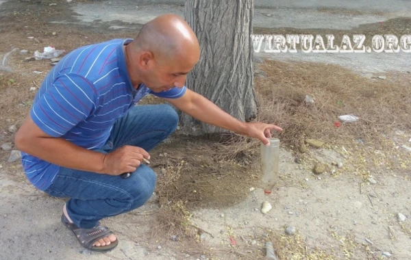 Bakıda cinayət: onlarla ağacı turşu ilə yandırdılar – VİDEO