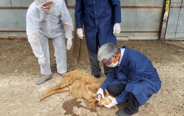 Azərbaycanda 10 minə yaxın heyvan müayinə olundu - FOTO