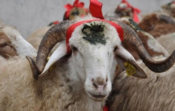 Qurbanlıq heyvanlar bu ünvanlarda kəsiləcək - VİDEO, SİYAHI