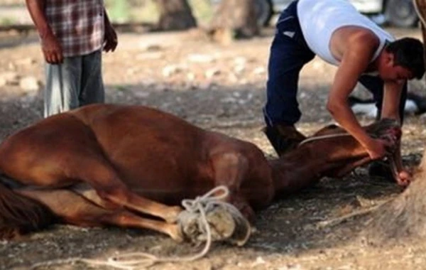 Bərdədə 600 kiloqram at əti aşkarlanıb