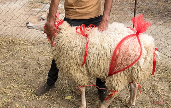 Qurbanlıq qoyunları onlayn almaq mümkün olacaq – Azərbaycanda İLK