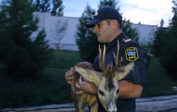 Azərbaycanda polislər yaralı ceyranı xilas edib - FOTO