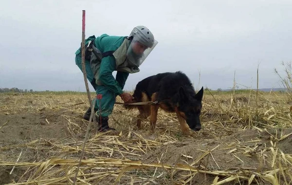 ANAMA: Ötən ay 109 ədəd partlamamış hərbi sursat zərərsizləşdirilib - FOTO