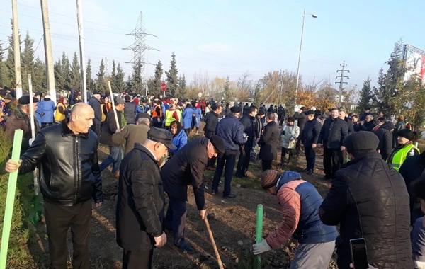 Azərbaycanda 650 min ağacın əkilməsinə start verildi - FOTO