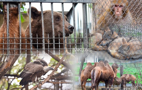 Zooparkdakı təmirə görə heyvanlar bu ərazidə saxlanılır - RƏSMİ AÇIQLAMA - FOTO