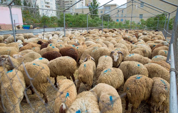 Qurban bayramında heyvan kəsimi və satışı xidmətlərini həyata keçirəcək obyektlər - SİYAHI