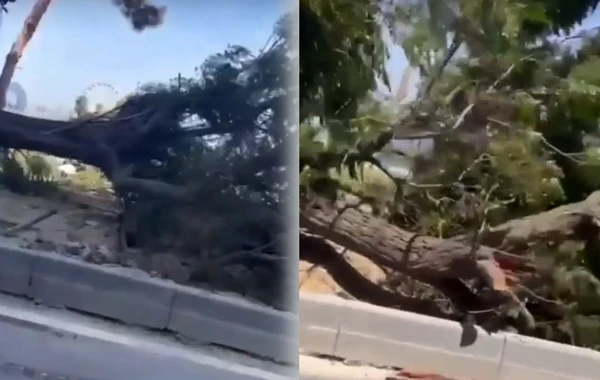 Bakıda ağacların kökündən çıxarılması ilə bağlı icra hakimiyyətindən AÇIQLAMA - YENİLƏNİB + FOTO/VİDEO