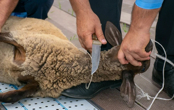 Qurban bayramı günlərində heyvanların satışı və kəsimi xidmətləri göstəriləcək yerlər açıqlanıb - ÜNVANLAR