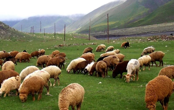 Aranda böyüyən qoyunun əti niyə dağlıq ərazidəki heyvanın ətindən ləzzətlidir? - ARAŞDIRMA