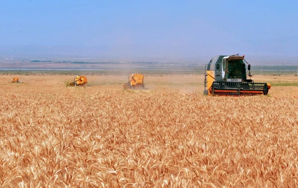 Qeyri-sabit hava taxıl zəmilərinə ziyan vurub: Qıtlıq olacaq? - FOTO