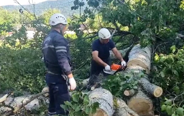 Güclü küləyin aşırdığı irigövdəli ağac magistiral yolu bağlayıb