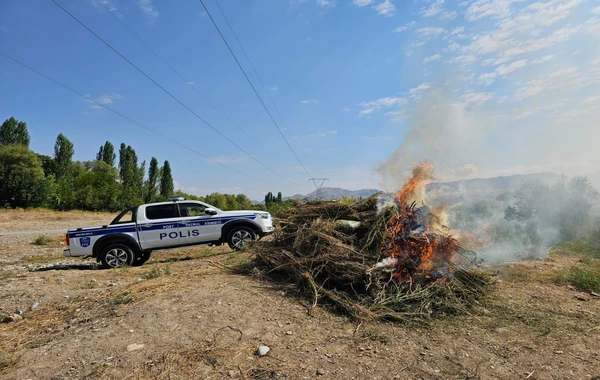 Naxçıvanda 8 tona yaxın çətənə kolu məhv edilib