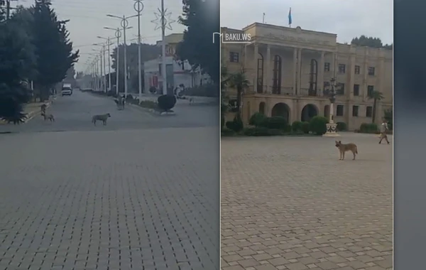 Masallıda təhlükəli vəziyyət nə vaxt aradan qaldırılacaq? - Rəsmi Açıqlama