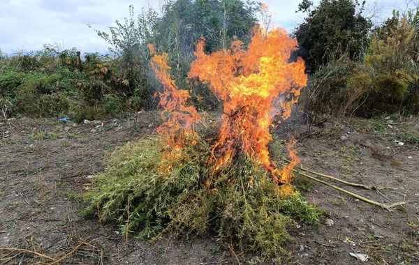 Zəngilanda 1 ton yabanı çətənə bitkisi məhv edilib