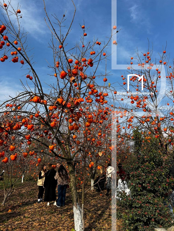 Halvaçılığdan ipəkçiliyə, tarixin rəngli pəncərələrinə - Şəki SƏFƏRİ