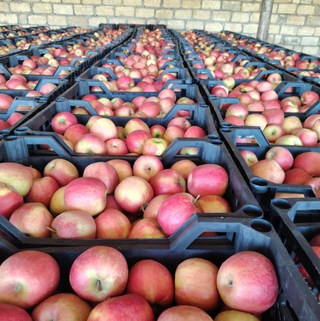 В партии яблок для экспорта в Турцию обнаружено превышение пестицидов В партии яблок для экспорта в Турцию обнаружено превышение пестицидов