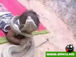 Baby vs Cobra