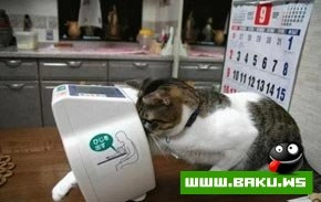 Кошкин дом  :)