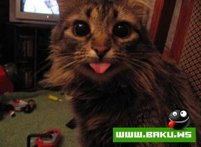 Кошкин дом  :)