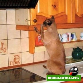 Кошкин дом  :)
