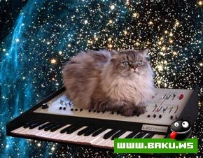 Кошкин дом  :)