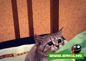 Кошкин дом  :)