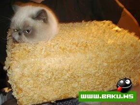 Кошкин дом  :)