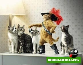 Кошкин дом  :)