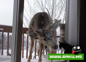 Кошкин дом  :)