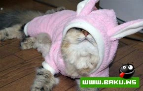 Кошкин дом  :)