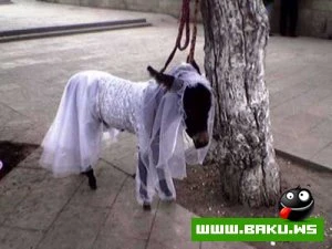 Sevimli Milli Yumorumuz :)