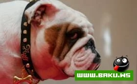 Собачий ошейник за 500,000 $