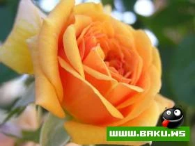 Gozelliyi ile secilen Qizilgul