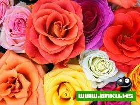 Gozelliyi ile secilen Qizilgul