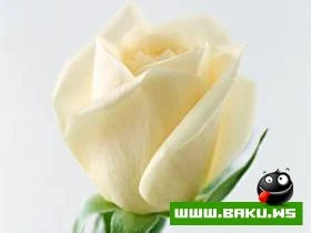 Gozelliyi ile secilen Qizilgul