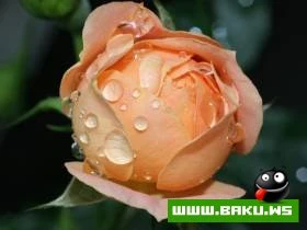 Gozelliyi ile secilen Qizilgul