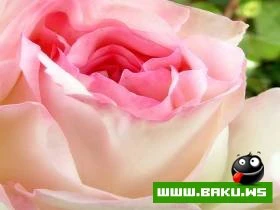 Gozelliyi ile secilen Qizilgul