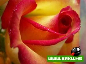 Gozelliyi ile secilen Qizilgul