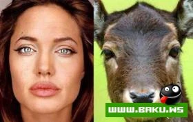 Hollywood mehsurlari heyvan cildinde olsa nece olardi ???